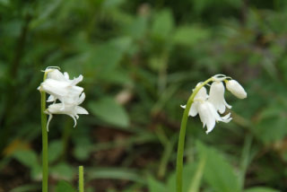 Hyacinthoides non-scripta 'Alba'Wilde hyacint bestellen